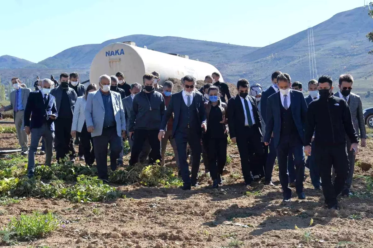 İspir Fasulyesi'nin hasadına başlandı