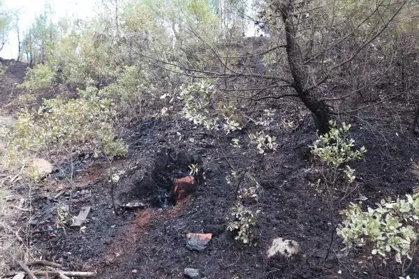 KÜTAHYA'DAKİ ORMAN YANGININDA 4 HEKTARLIK ALAN ZARAR GÖRDÜ
