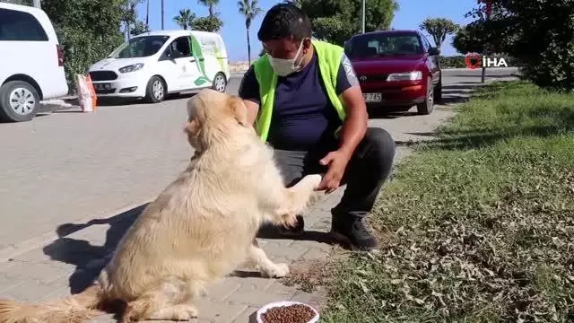 Limon Çiçeği ekiplerinden sokakta yaşayan can dostları için yoğun mesai