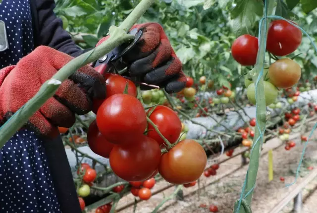 Türkiye'den 9 ayda 264 milyon 771 bin dolarlık domates ihracatı