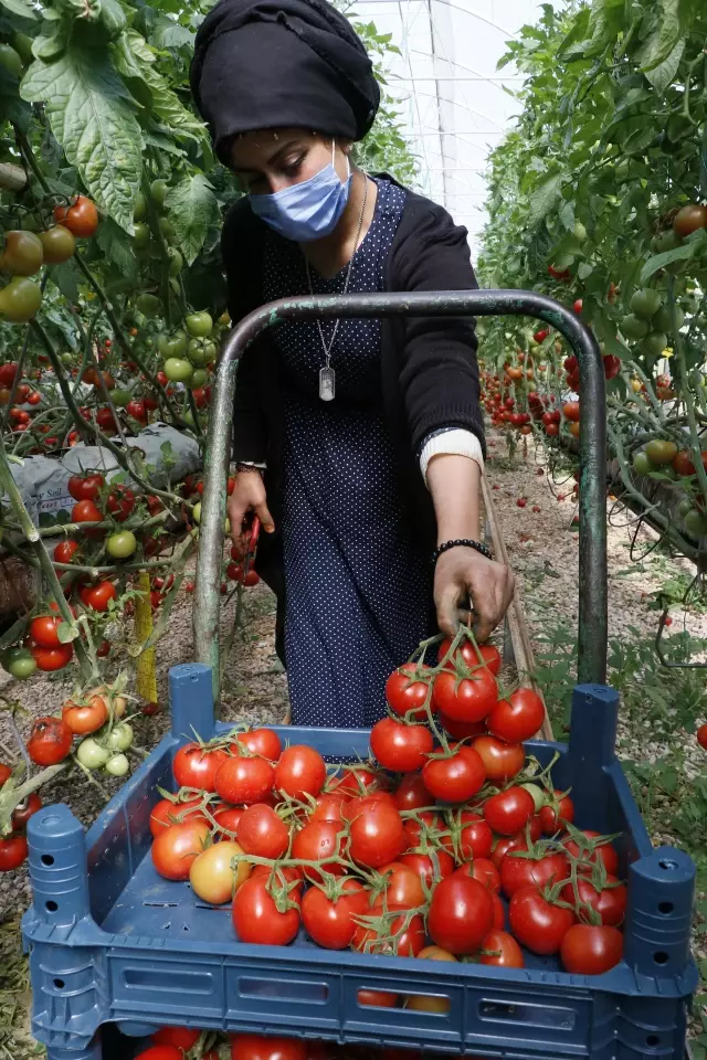 Türkiye'den 9 ayda 264 milyon 771 bin dolarlık domates ihracatı
