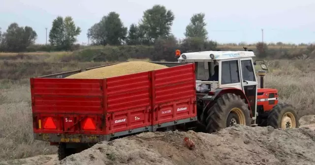 'Beyaz altın' çeltikte kurutma mesaisi başladı