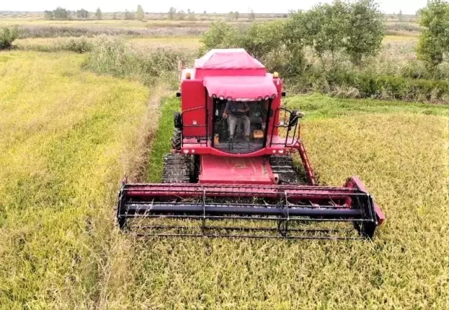 'Beyaz altın' çeltikte kurutma mesaisi başladı