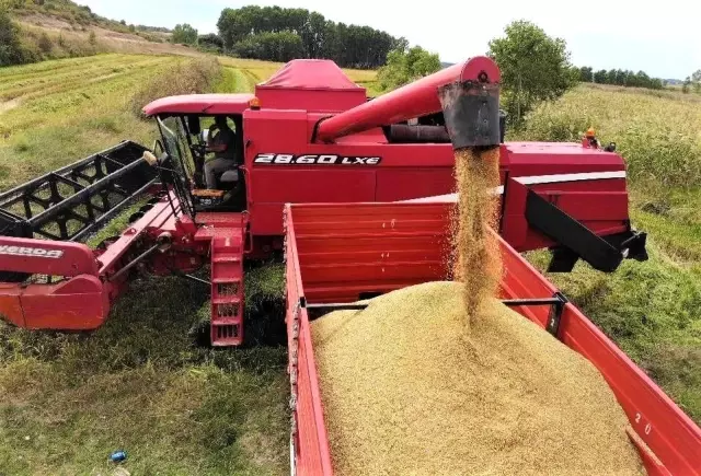 'Beyaz altın' çeltikte kurutma mesaisi başladı