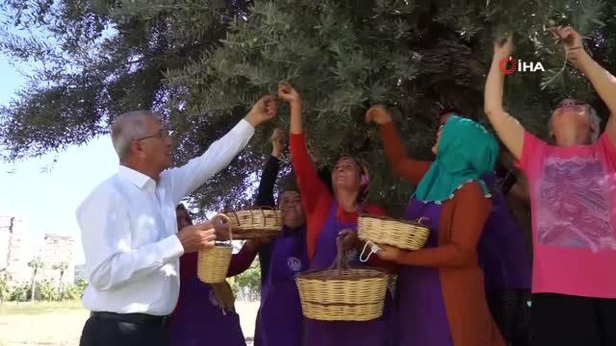 Bin 204 yaşındaki zeytin ağacı hasat edildi