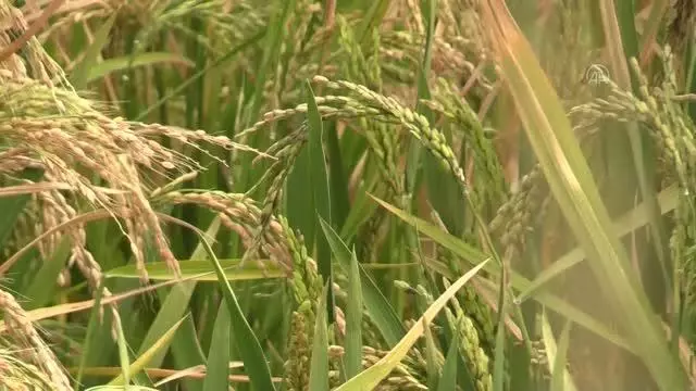 Çeltik üreticileri verim ve kaliteden memnun
