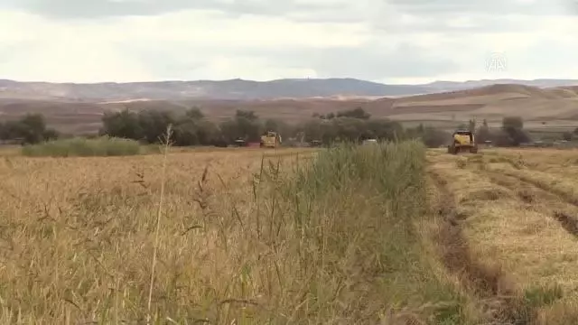 Çeltik üreticileri verim ve kaliteden memnun