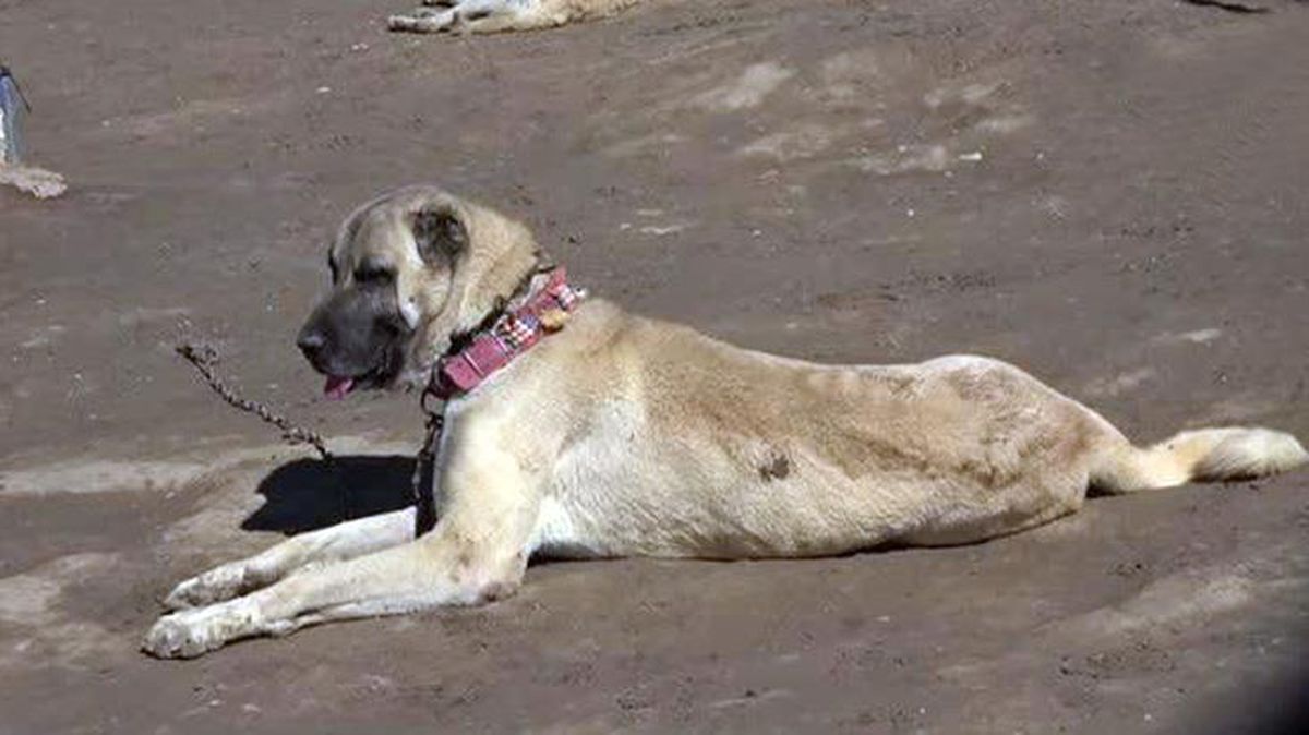 Talep yağıyor! Kangal köpekleri yurt dışına 50 bin dolardan, yurt içine 300 bin liradan satılıyor