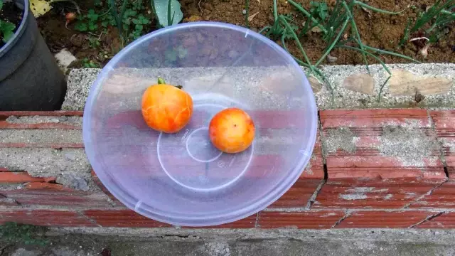 Hurma toplarken beton zemine düştü