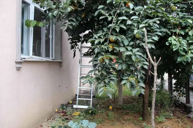 Hurma toplarken beton zemine düştü