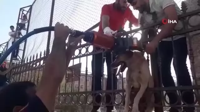 Okulun demir korkuluklarına sıkışan köpek kurtarıldı