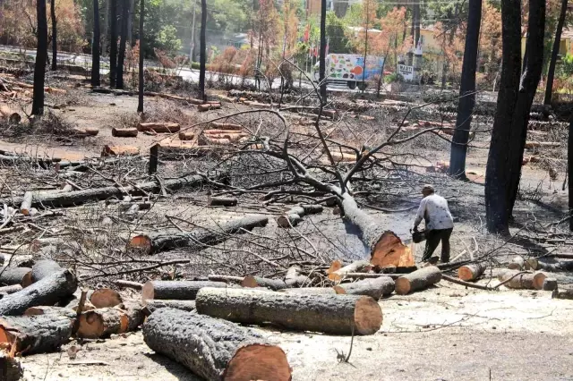 Ahşap paletçilerin ham madde tedirginliği