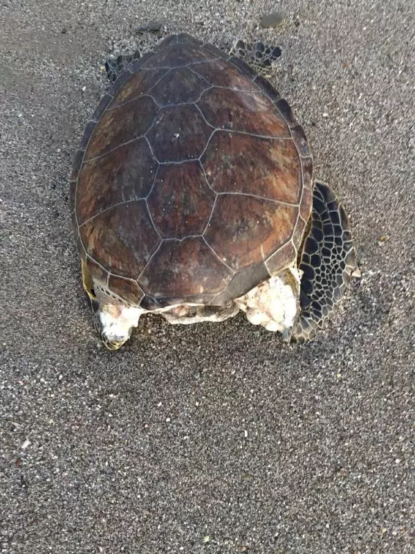 ALANYA'DA 4 CARETTA CARETTA ÖLÜSÜ SAHİLE VURDU