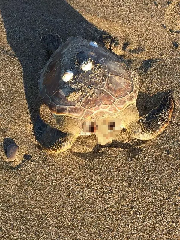 ALANYA'DA 4 CARETTA CARETTA ÖLÜSÜ SAHİLE VURDU