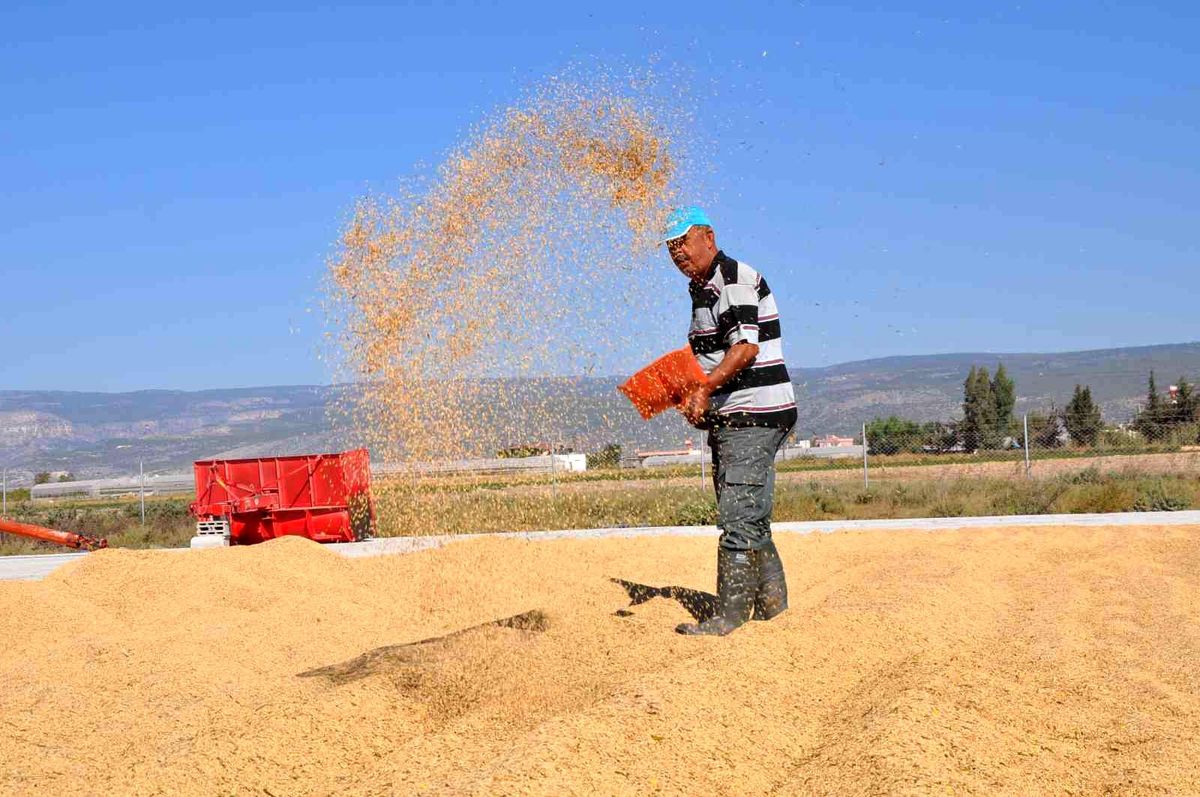 Tarlada 4, markette 25 lira! Çeltik üreticisi fiyatlardan bir hayli dertli