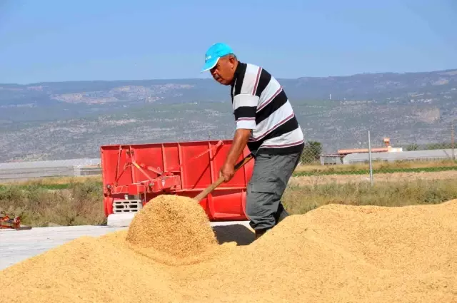 Tarlada 4, markette 25 lira! Çeltik üreticisi fiyatlardan bir hayli dertli