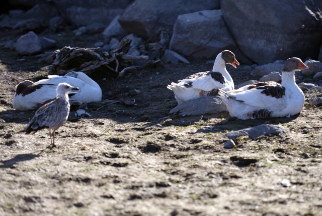 Son dakika haberi | Çıldır Gölü'nde üreme dönemini tamamlayan martılar göçe hazırlanıyor