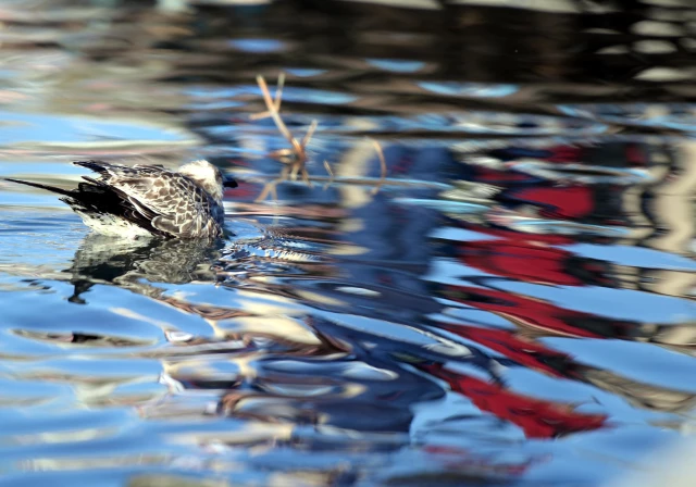 Son dakika haberi | Çıldır Gölü'nde üreme dönemini tamamlayan martılar göçe hazırlanıyor