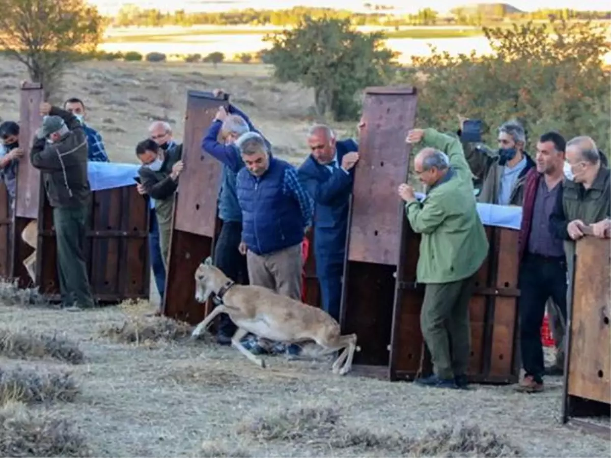 Doğal hayat korunuyor, yaban koyunları çoğalıyor