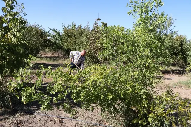 Elazığlı terzi pepinodan hünnapa çeşit çeşit meyve yetiştiriyor
