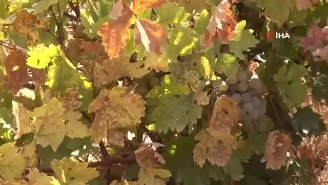 Gercüş'te üzümün, pekmez, pestil ve cevizli sucuk yolculuğu