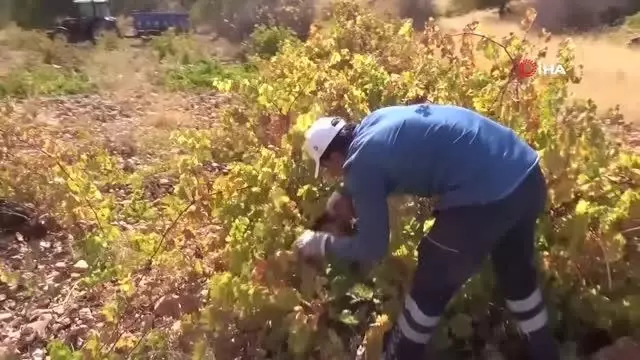 Gercüş'te üzümün, pekmez, pestil ve cevizli sucuk yolculuğu