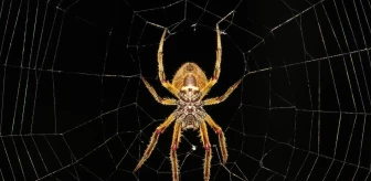 Rüyada örümcek ağı görmek ne anlama gelir? Rüyada evde örümcek ağı görmek, rüyada tavanda örümcek ağı görmek neye işarettir?