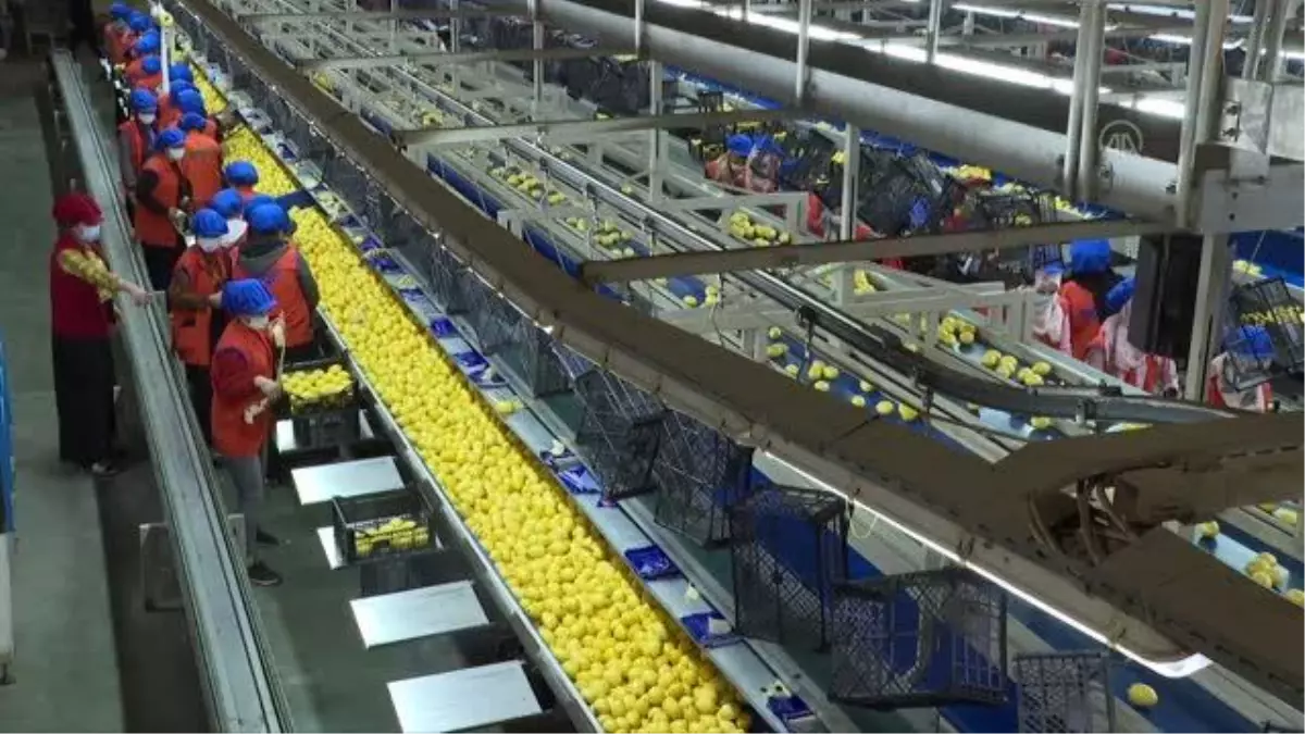 Limon ihracatında hedef 300 milyon dolar
