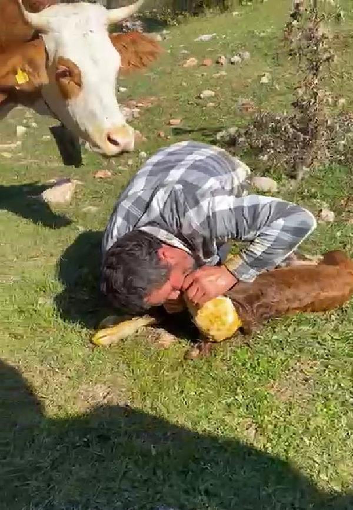 Nefessiz kalan buzağıyı suni teneffüsle hayata döndürdü