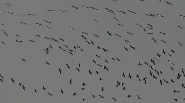 Son dakika haberi... Pelikanlar ve turnaların gökyüzündeki dansı görsel şölen oluşturdu