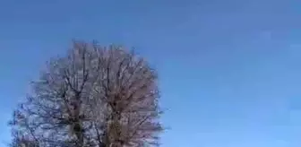 Doğa Koruma Ve Milli Parklar Müdürlüğü: Siirt'te kaçak avcıların kurduğu tuzaklar yıkıldı Doğa Koruma Ve Milli Parklar Müdürlüğü: Siirt'te kaçak avcıların kurduğu tuzaklar yıkıldı