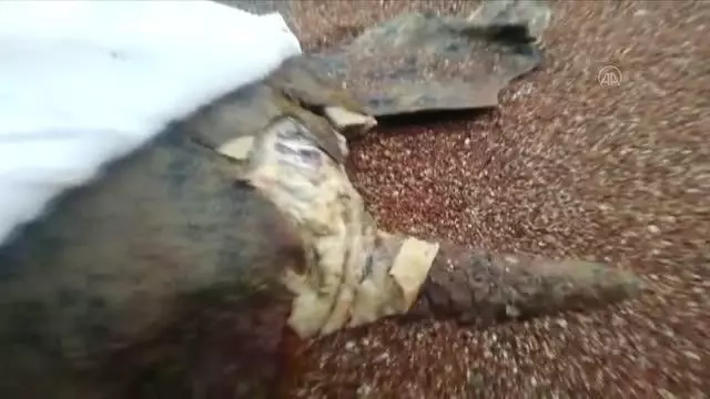 Yaralı bulunan caretta caretta tedaviye alındı
