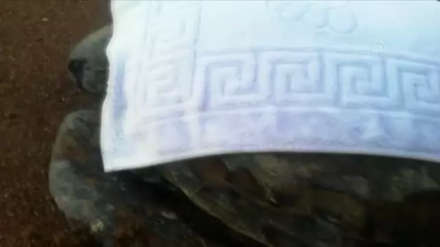 Yaralı bulunan caretta caretta tedaviye alındı