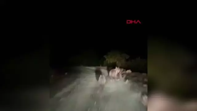 BOZAYI, YAVRULARIYLA YOLA İNDİ