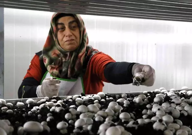 10 milyon lira sermayeyle mantar üretim tesisi kurdu! Masraflar hariç aylık 650 bin lira kazanıyor