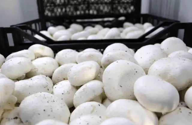 10 milyon lira sermayeyle mantar üretim tesisi kurdu! Masraflar hariç aylık 650 bin lira kazanıyor