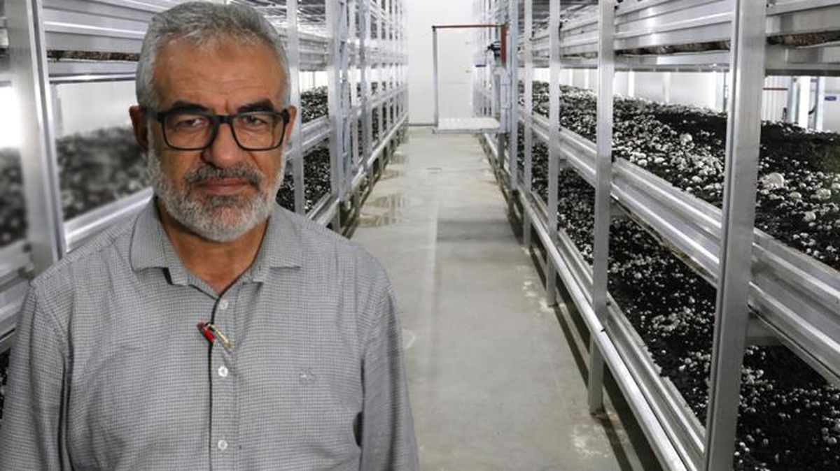 10 milyon lira sermayeyle mantar üretim tesisi kurdu! Masraflar hariç aylık 650 bin lira kazanıyor