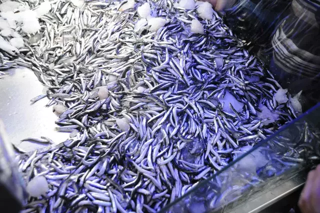 Hopa'da kilogramı 5 liradan satılan hamsi, balıkçı tezgahında kuyruk oluşturdu