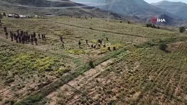 İspir Hanımeli Kadın Kooperatifi fasulye hasadını protokol ile yaptılar