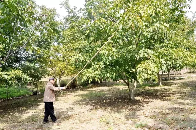 Kanatlı hayvan gübresiyle ceviz üretimini ikiye katladı