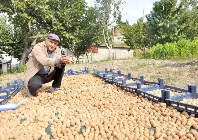 Kanatlı hayvan gübresiyle ceviz üretimini ikiye katladı