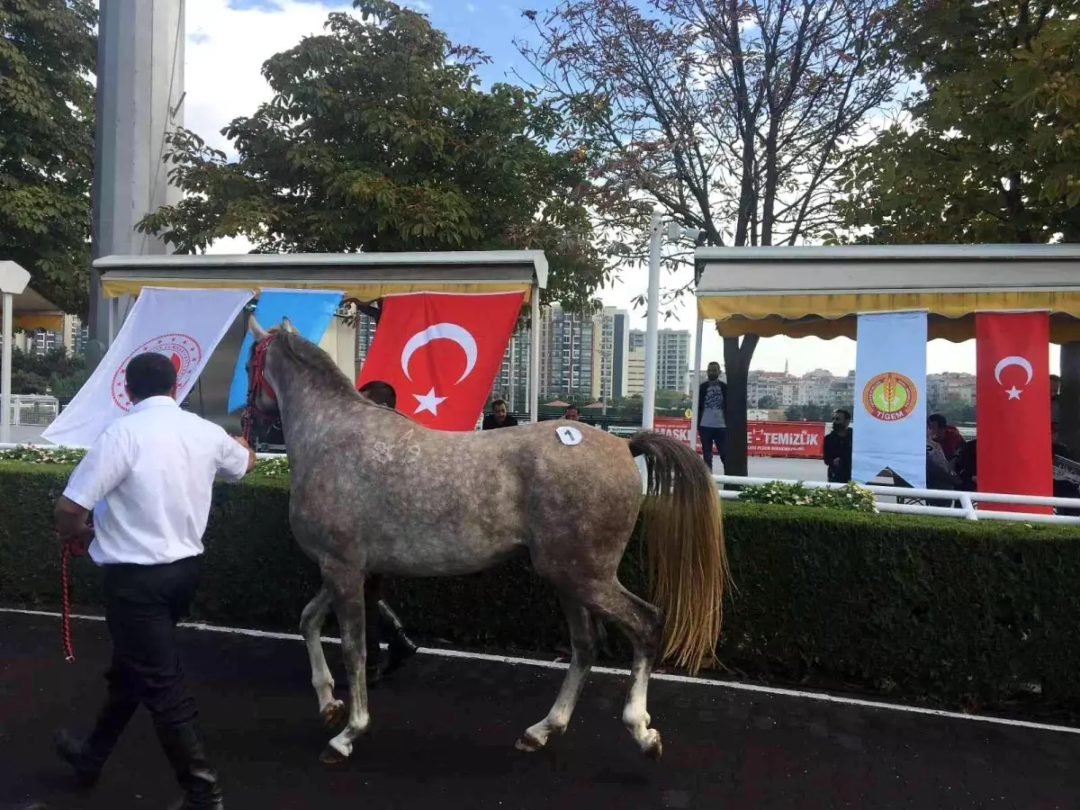 Safkan Arap yarış atı 'Cevhertay' TİGEM tarihinin en yüksek fiyatına satıldı