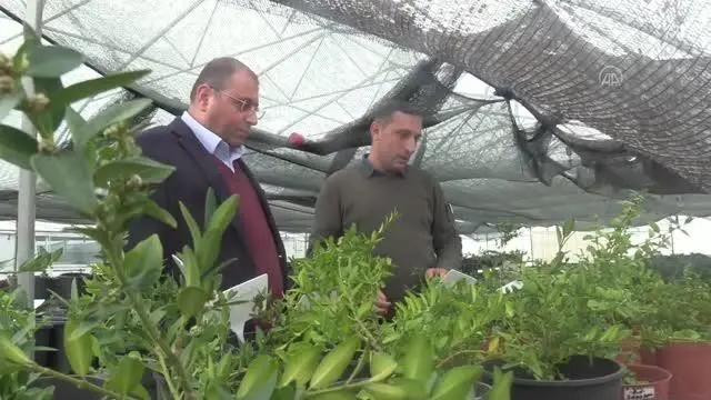 Şimşir bitkisinin genetiği koruma altına alındı