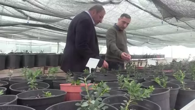 Şimşir bitkisinin genetiği koruma altına alındı