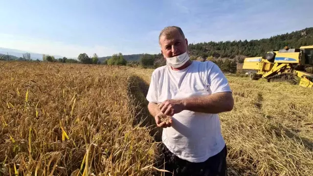 Tarladan mutfağa uzanan pirinçte hasat başladı