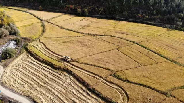 Tarladan mutfağa uzanan pirinçte hasat başladı