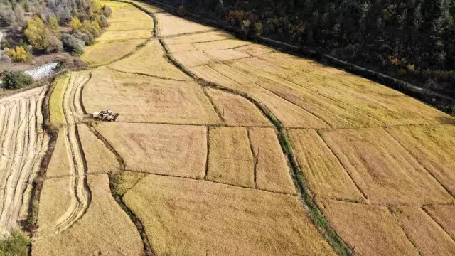 Tarladan mutfağa uzanan pirinçte hasat başladı