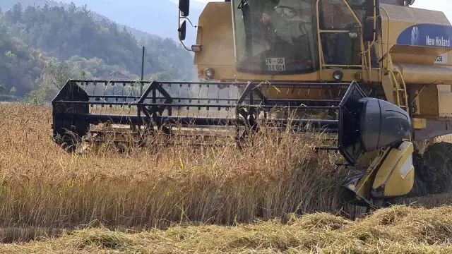 Tarladan mutfağa uzanan pirinçte hasat başladı