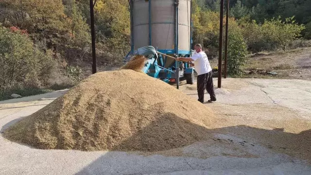 Tarladan mutfağa uzanan pirinçte hasat başladı