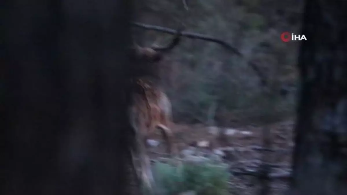 Üreme döneminde böğüren ala geyiklerin sesi 5 kilometre öteden işitiliyor